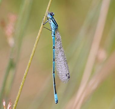 Hufeisen-Azurjungfer (Coenagrion puella)