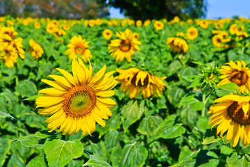 Obraz premium Sunflower