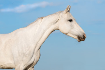 Obraz na płótnie Canvas Biały koń trotter Orlov portret na tle nieba