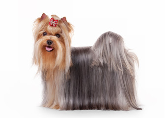 yorkie puppy on white gradient background