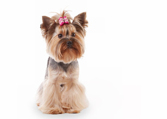 yorkie puppy on white gradient background