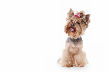 yorkie puppy on white gradient background