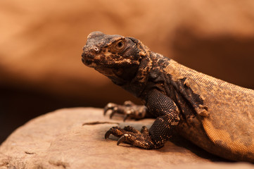 Reptil