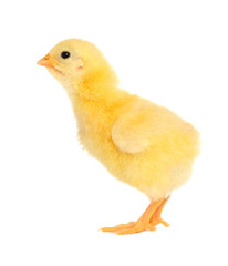 Chick