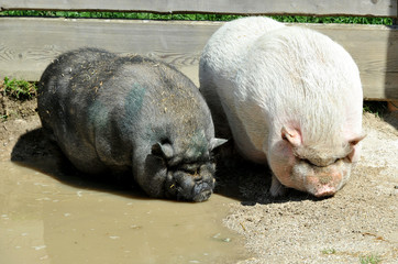 Schweine