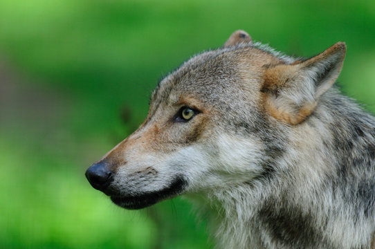 Wolf, Sommer