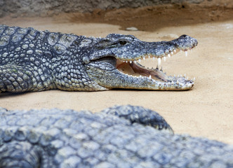 Krokodil