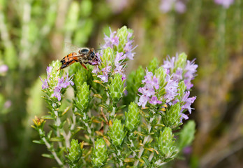 bee on thyme