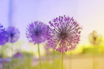 Foto op Plexiglas Licht violet Bloeiende ui