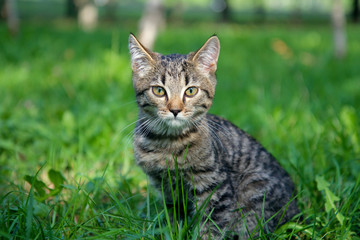 Naklejka na ściany i meble little kitten on the grass close up