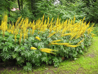 Ligularia przewalskii in the flower bed