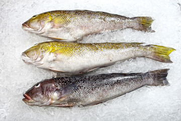 Frutos do mar