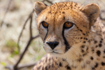 Cheetah 2