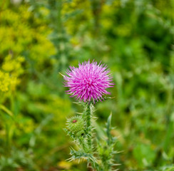 Marian thistle
