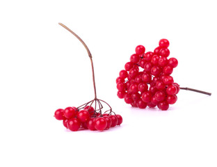 Branches of viburnum berries isolated on white