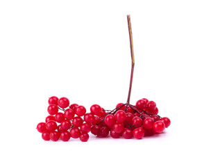Branches of viburnum berries isolated on white