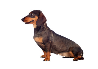 Beautiful dog teckel