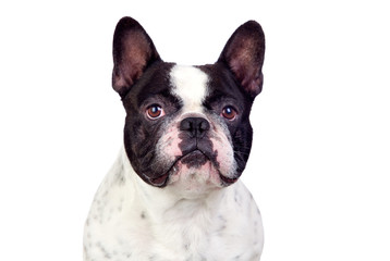 Beautiful french bulldog