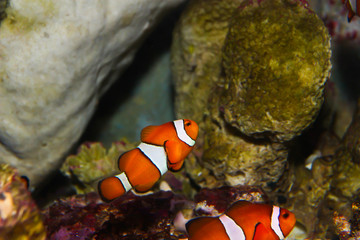 Fototapeta na wymiar anemonefish - clownfisch