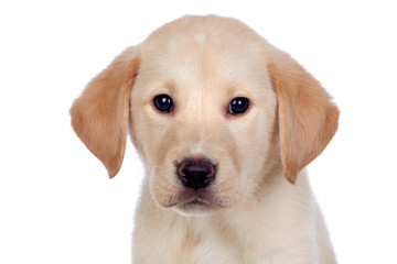 Beautiful Labrador retriever puppy