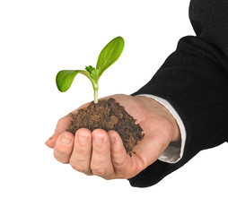 plant in hand