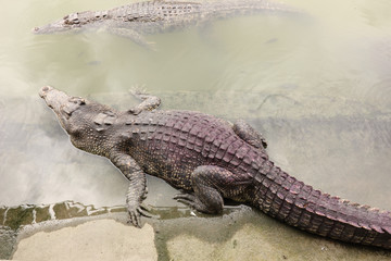 Crocodile in farms, Things to Do in Thailand.
