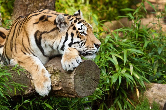 Fototapeta Sibirischer Tiger (Panthera tigris altaica)