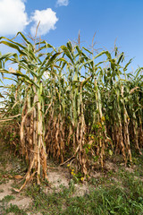 Corn field in a sunny autumn day