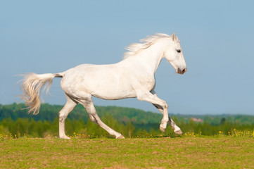 White Orlov trotter horse runs gallop on the meadow