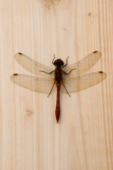 Dragonfly