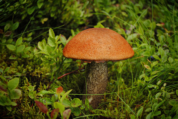 Wild mushrooms in the grass