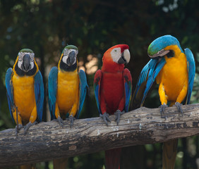 Colorful Macaw