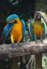 Colorful Macaw
