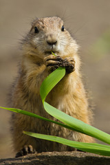 Schwarzschwanz-Präriehund (Cynomys ludovicianus)