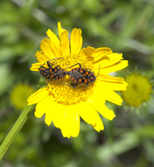Feuerwanze, Pyrrhocoris apterus