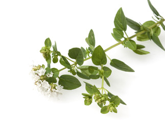 Goldoregano; Origanum Vulgare