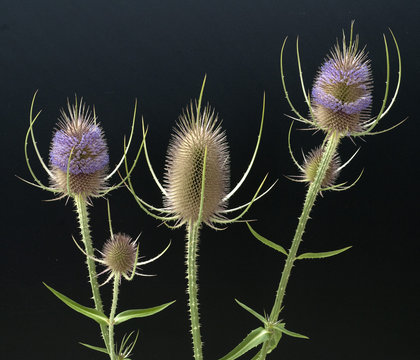 Kardendistel, Dipsacus sativus