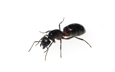 Schwarze Rossameise, Camponotus herculeanus