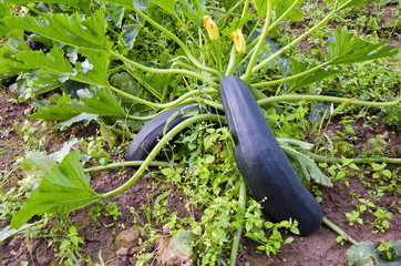 green fresh zucchini in garden bed