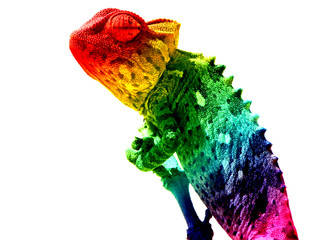 Kameleon regenboog geïsoleerd