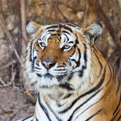 Siberian Tiger resting in a zoo