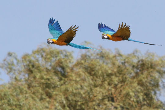 Macaws in Flight 3