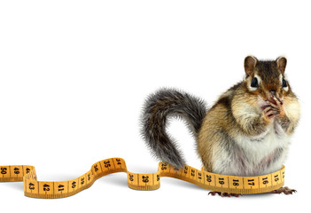 Fat chipmunk with measuring tape