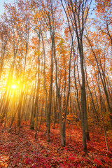 high oak trees with last yellow leaves