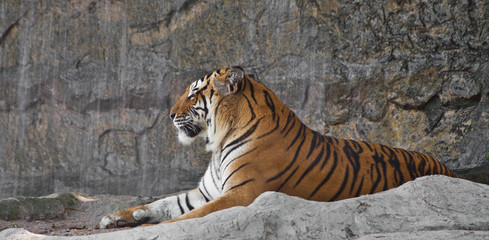 Fototapeta na wymiar Sleepy Tygrys syberyjski odpoczynku w zoo