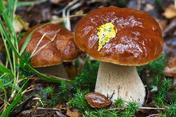 Cep Mushroom is Growing