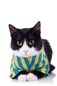 Seated Black And White Cat Wearing Clothes