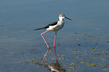 Black-winged Stilt
