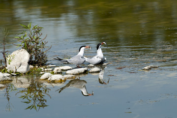 Common terns