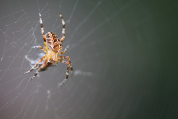 Diadem spider with prey